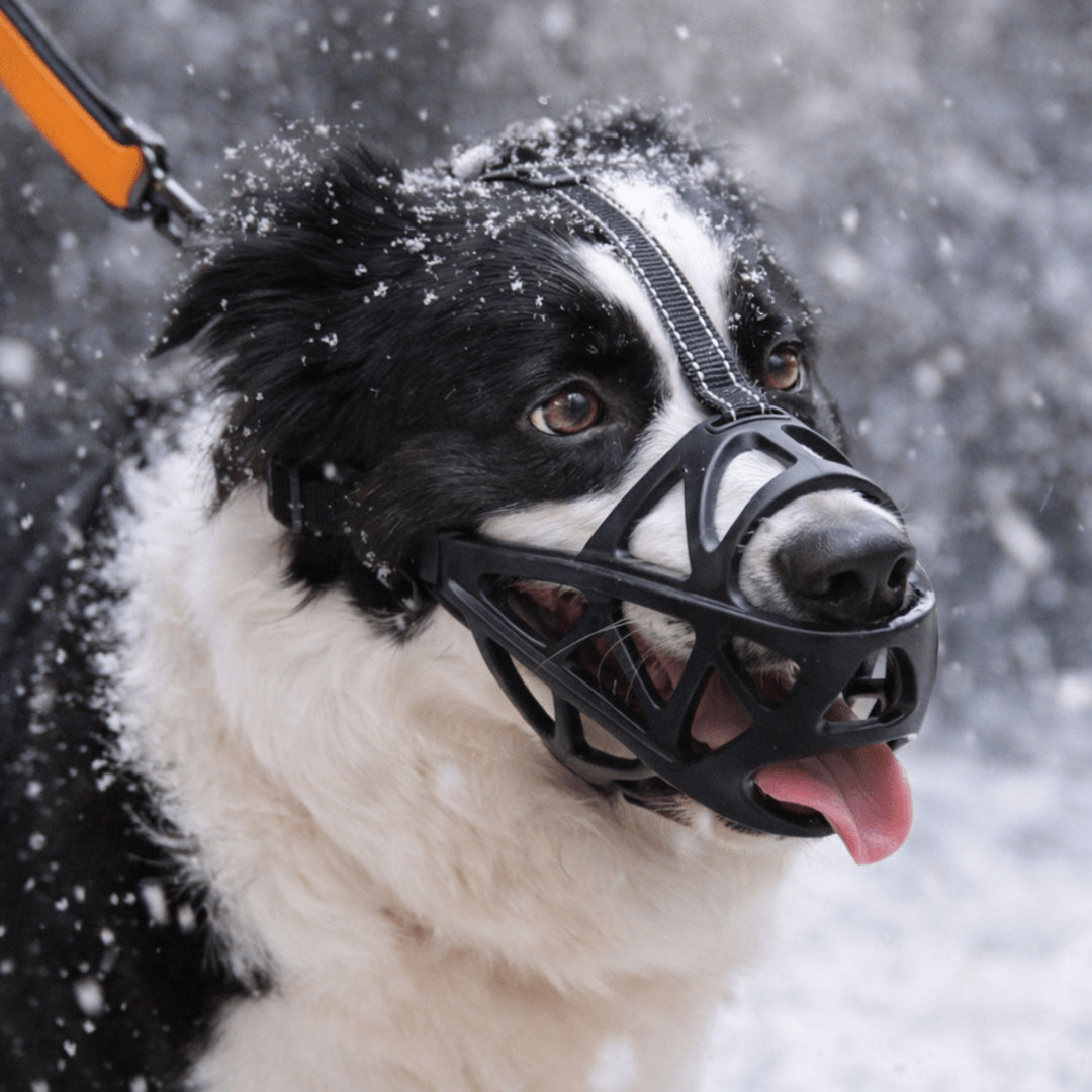 Gentle Dog Muzzle For Calm Safe Everyday Walks - Image 1