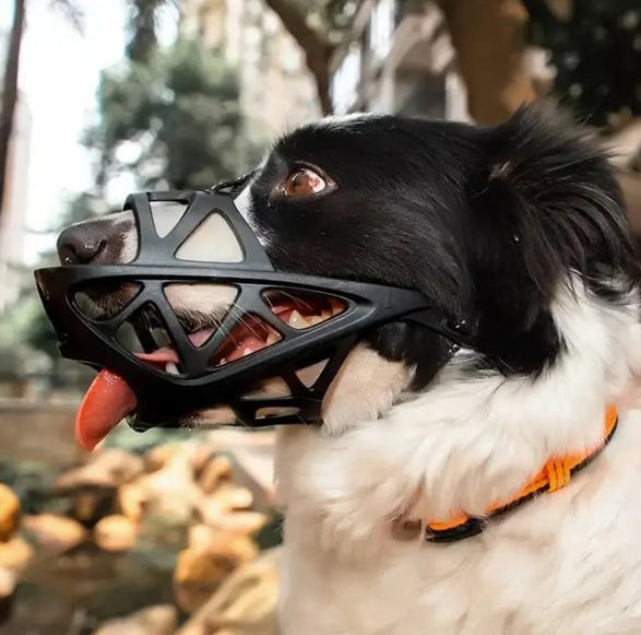 Gentle Dog Muzzle For Calm Safe Everyday Walks - Image 9